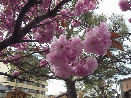 まだ見れる！高山の桜♪