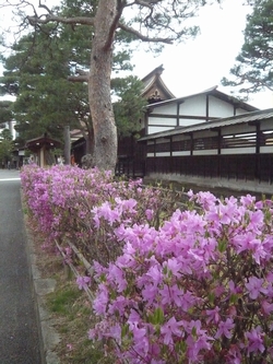 まだ見れる！高山の桜♪