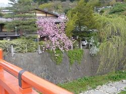 まだ見れる！高山の桜♪