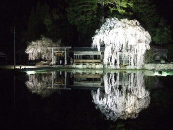 枝垂れ桜