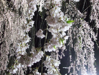 枝垂れ桜