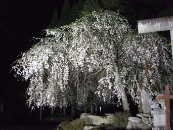 枝垂れ桜