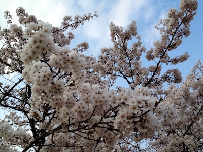 隠れた桜スポット