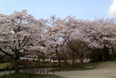 隠れた桜スポット