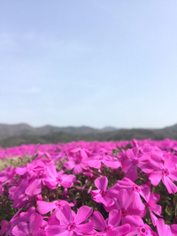 芝桜/イバタインテリア飛騨古川店