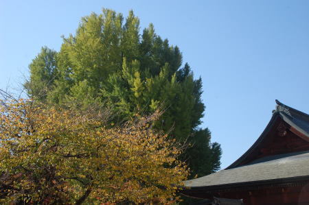 朝霧が深くなりました