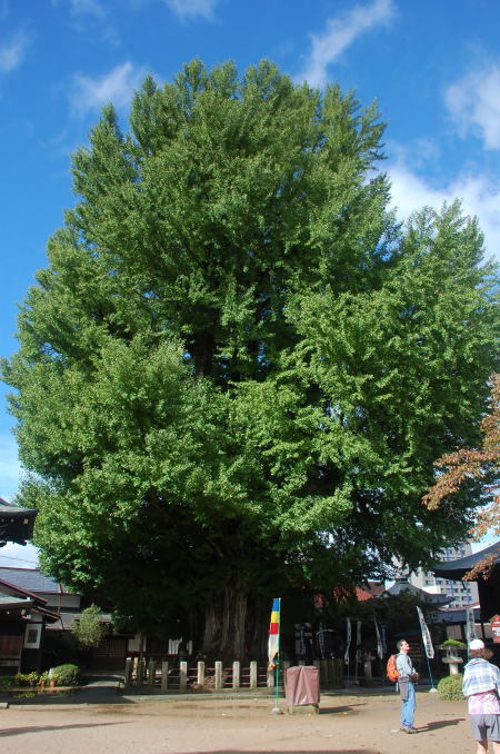 今年は暖かい秋