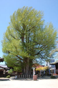 新緑の季節