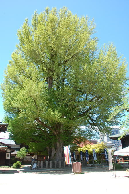 飛騨国分寺薬師如来供と八日市