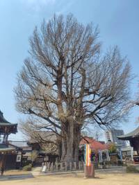 桜満開！