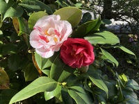 季節の花を見て、ちょっぴり軽くなれたかな