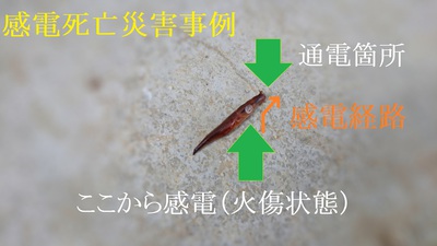 ナメクジの感電死亡災害事例