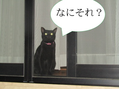 黒猫も参戦