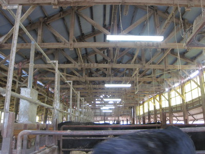 親牛の居住空間