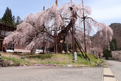 西光寺の枝垂桜は県指定天然記念物です