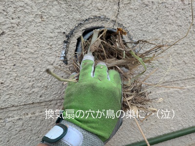 換気扇の穴が鳥の巣に‥(泣) 換気扇の穴が鳥の巣に‥(泣)