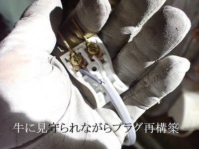 牛に見守られながらプラグ再構築
