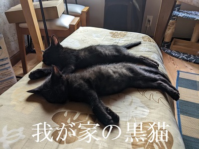 我が家の黒猫 我が家の黒猫