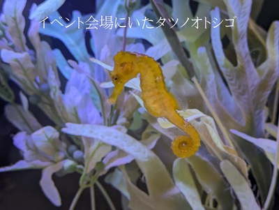 イベント会場にいたタツノオトシゴ イベント会場にいたタツノオトシゴ