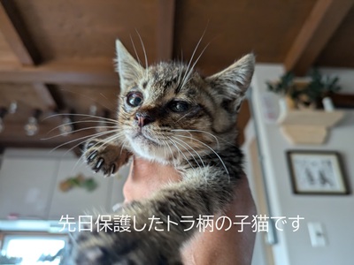 先日保護したトラ柄の子猫です