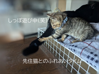 先住猫とのふれあいタイム