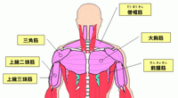 巻肩、猫背姿勢が悪いとよく言われている人へ 2025/03/15 11:15:00