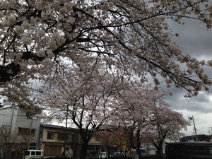 満開近し！北小学校の桜　