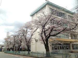 満開近し！北小学校の桜　