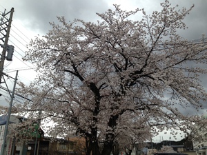 満開近し！北小学校の桜　