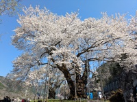 荘川の桜