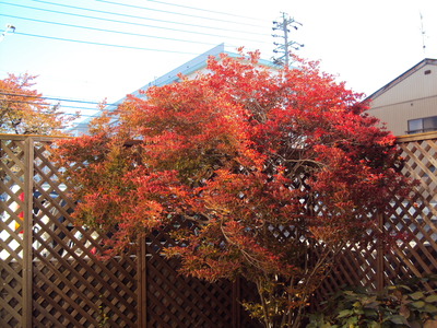 桜と紅葉