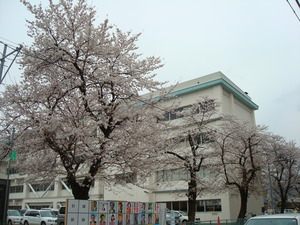 「高遠桜」のお饅頭