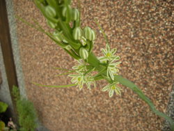 この花の名前は？