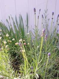 植えっぱなしのお花＆赤い実♪