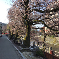 町内の桜 2020/04/16 20:10:00