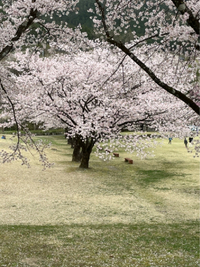 飛騨はぎわらの桜 2021/04/04 20:10:00