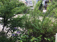今の宮川 2020/07/26 09:34:00