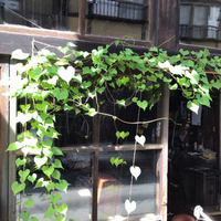 朝顔 2020/09/14 20:10:00
