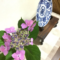 額紫陽花 2020/07/11 20:10:00