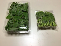 山菜 2025/05/03 20:10:00