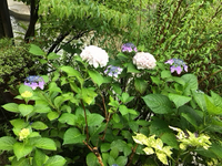 雨の時期の花 2024/07/11 20:10:00