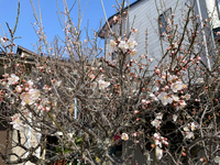 春を感じる花 2024/04/02 20:10:00