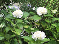 紫陽花 2024/07/03 20:10:00