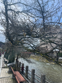 中橋沿いの桜 2024/04/05 20:10:00