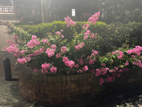 夜の綺麗なピンク色の花 2024/08/05 20:10:00