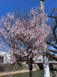 中橋沿いの桜 2024/04/10 11:53:15