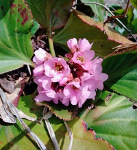 マムシのパワーで全快。春の花もそろそろ全開。