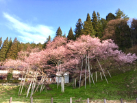 【新着】臥龍桜で有名な一之宮町！広々とした8DKの中古住宅！ 2023/04/28 12:12:00