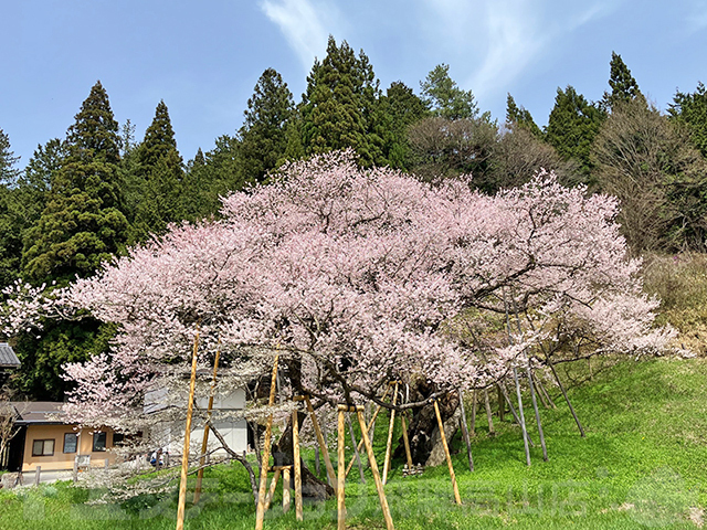 一之宮町の臥龍桜 イエステーション飛騨高山店