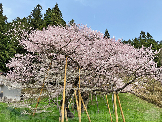 一之宮町の臥龍桜 イエステーション飛騨高山店